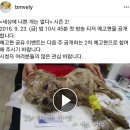 오늘밤 EBS 밤 10시45분 버려진 유기견 말티즈이야기 이미지