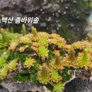 바위솔