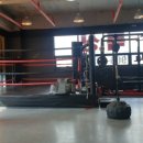 용인대SH복싱 이미지