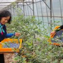 블루베리마을 이미지