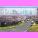 가시리 유채꽃길 | 제주도 여행 숙소 추천 가시리 유채꽃길 가시리 유채꽃길, 자연 속 힐링 공간