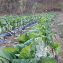 김주연농장 이미지