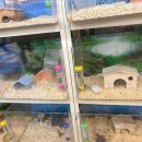 미니펫스토리 이미지