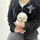 야옹아 멍멍해봐 삼각점 이미지