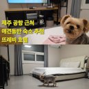 (주)뉴신일관광 | 제주공항 근처 애견동반 숙소 뜨레비호텔 숙박 후기 (+인근 관광지 정보)