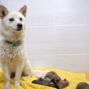 논산시 동물보호센터 이미지