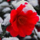 동백아가씨 이미지