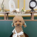 피카소 동물병원 미용 이미지