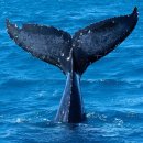 고래의 꿈 이미지