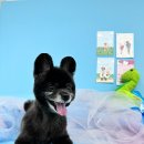 애견미용실 또이쁜댕 이미지