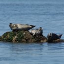 점박이 물범가족 이미지