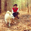 진돗개는 다 사납다? 이 글 읽으면 생각 달라질 걸요(펌) 이미지