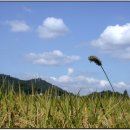 구름주유소 이미지