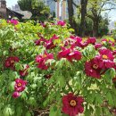 정홍모 | [이종민의 나무오디세이] 새색시도 시샘한 '국색천향(國色天香)' 모란꽃