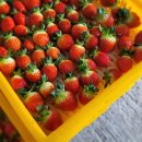 새롬농장 이미지