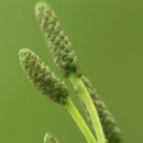 오리나무 이미지