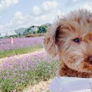 부곡동 돌담해안숲공원 이미지