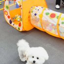 멍꾸러기 이미지