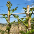 억대농장 이미지