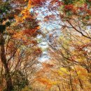 서귀포자연휴양림1 | 공립 서귀포 자연휴양림 (제주도)