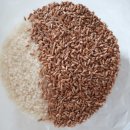 닥터로나 | 파로 곡물 효능 닥터블릿 섭취 추천 후기