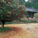 제52차 4월 17일 고창 선운산/학원농장 청보리밭 연계산행 이미지