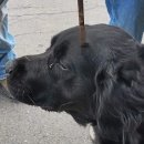 젬마동물병원 이미지