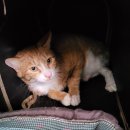 상아 동물메디컬 이미지