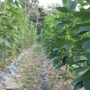 체리목장 이미지