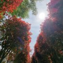 청산 단풍나무길 이미지