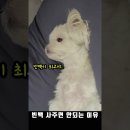 강아지 빈백 사주면 안되는 이유.gif 이미지