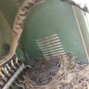 다산흑염소농장 이미지