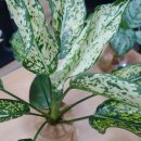 초보식물 집사들을 위한 홈가드닝 | 초보 식물집사를 위한 스노우화이트 키우기