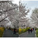 장안벚꽃길 이미지