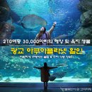 광교 아쿠아플라넷 할인 주차 정보 총정리 케이케이데이