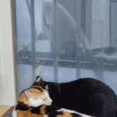 오늘도 예쁜 그루밍 이미지