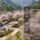 2026 금산 보곡산골 산벚꽃 축제 완벽 가이드｜서울 사람도 반한 진짜 벚꽃 엔딩