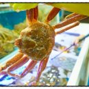 대게마을 이미지