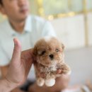 토이파티 이미지