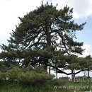 익산신작리곰솔 - 1317 | 익산신작리곰솔