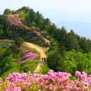 욱일목장 Daum카페