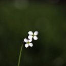 오늘도 미묘 이미지