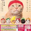 고양이 모자 이미지