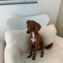 살롱드멍뭉 이미지