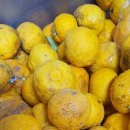 시니경남님 <b>유자</b>나눔