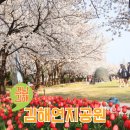 CU김해내동문화점 | 김해 꽃구경 연지공원 튤립 벚꽃 분수 피크닉 개화상황 주차정보