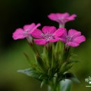 Memory Of Love 이미지