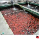 대일양어장 이미지