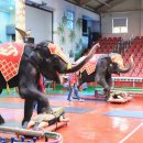 점보빌리지 이미지