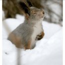 훔친두마리치킨 이미지